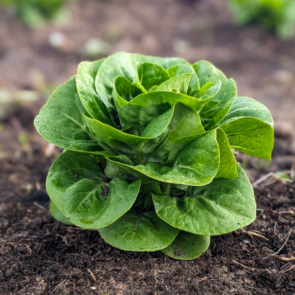 Gem Romaine Lettuce