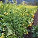 Rapini Italian Sprouting Broccoli-2