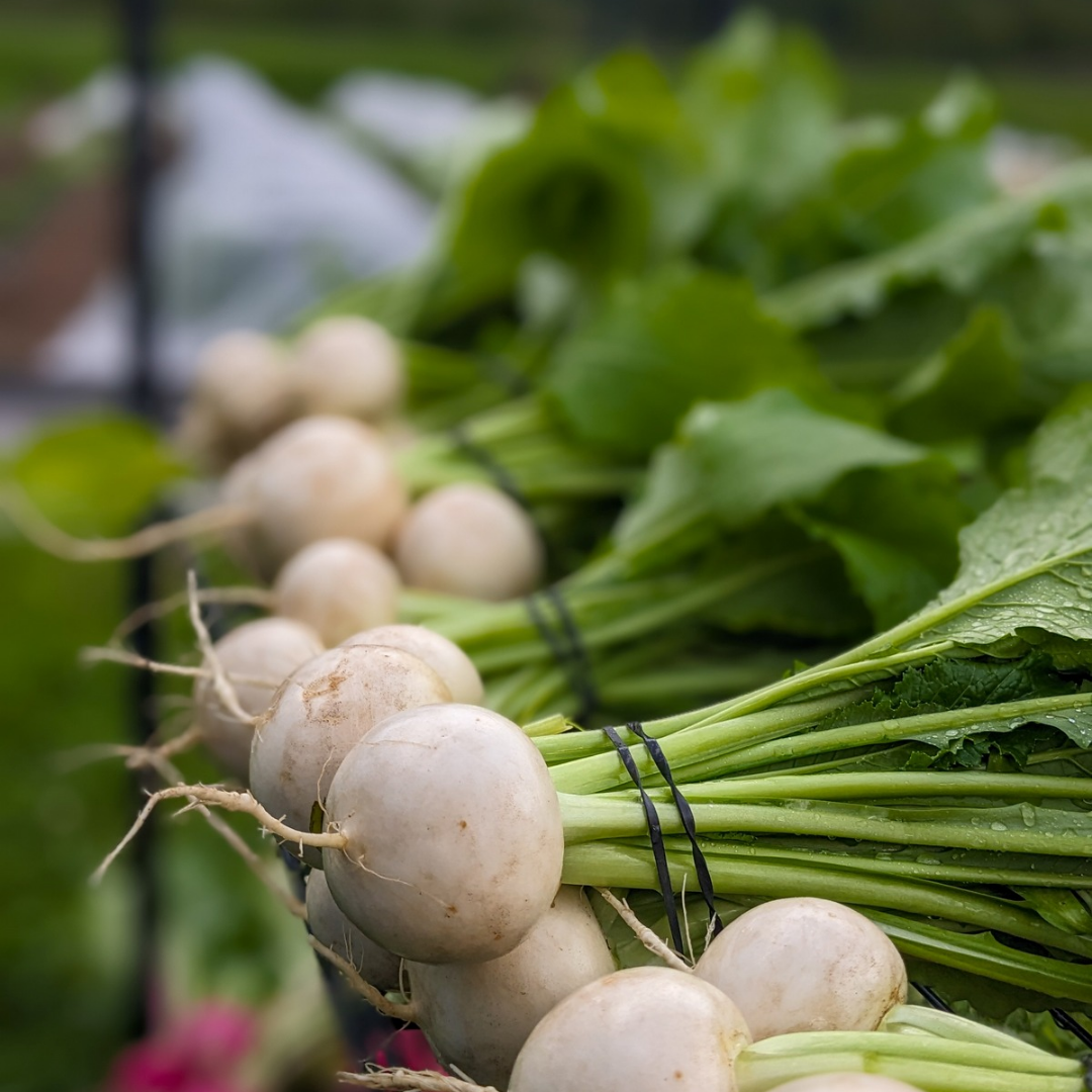 Hakurei Salad Turnips (Bulk)