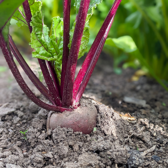 Beet Bunches
