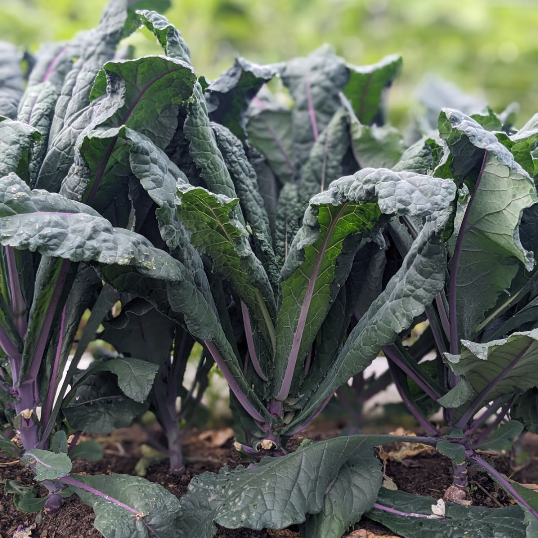 Dazzling Blue Kale