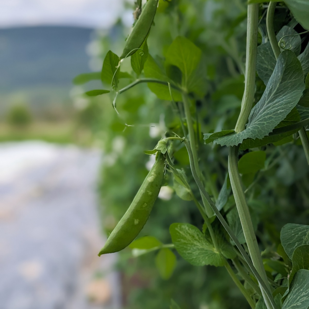 Sugar Snap Peas
