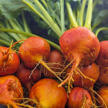 Gold Beet Bunches
