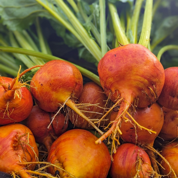 Gold Beet Bunches