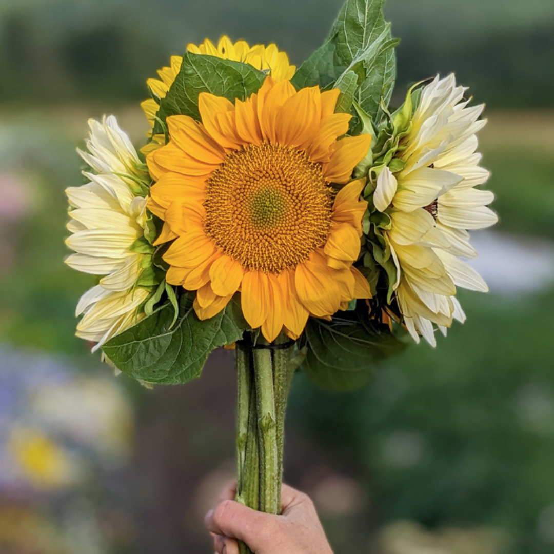 Sunflower Bouquet (sold out until next year)