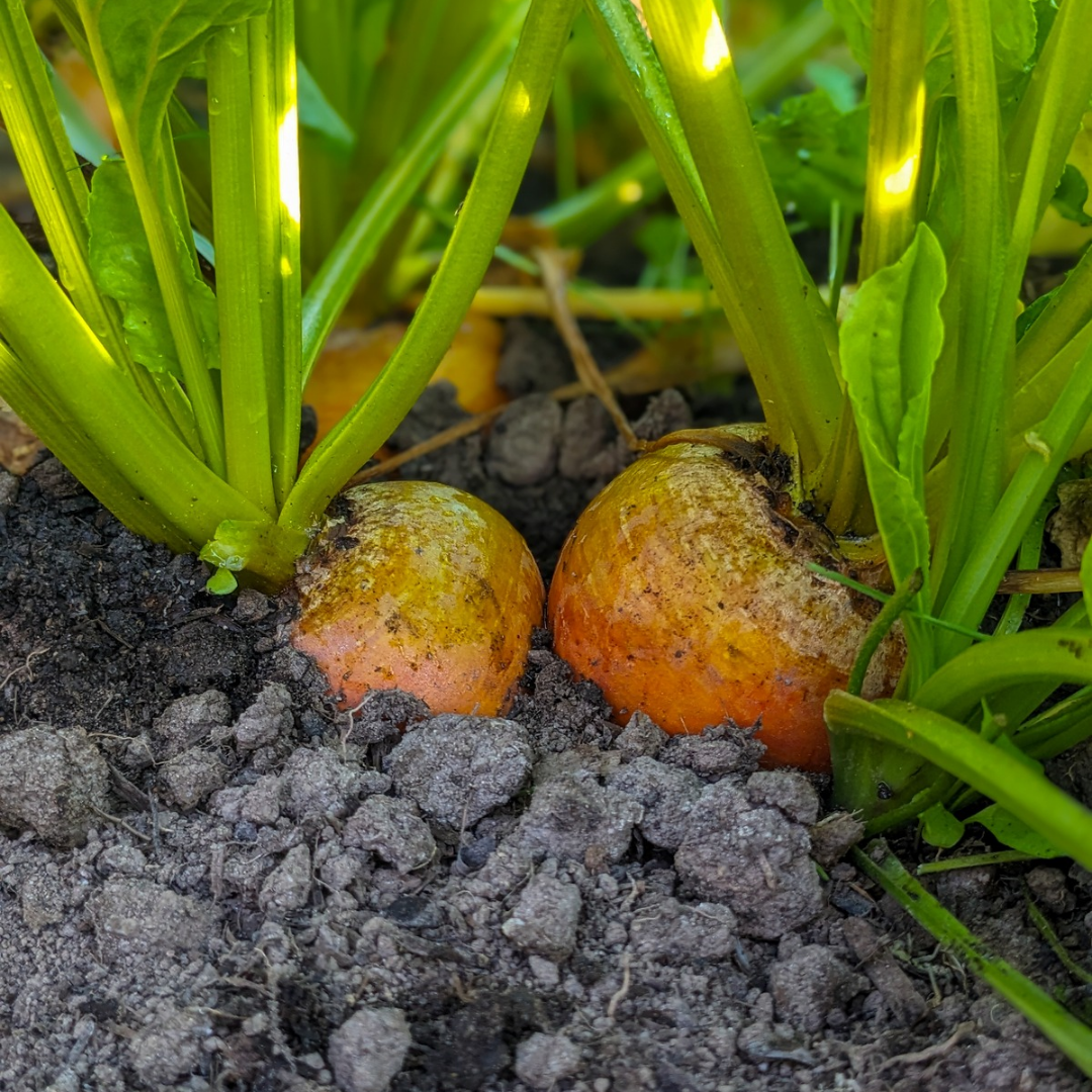 Gold Beet Bunches