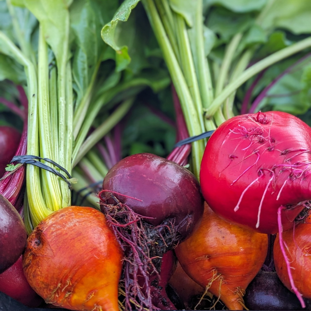 Rainbow Beet Bunches
