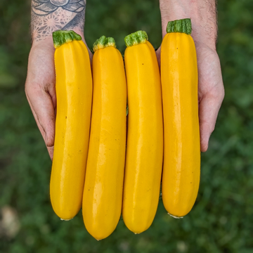 Butterstick Zucchini