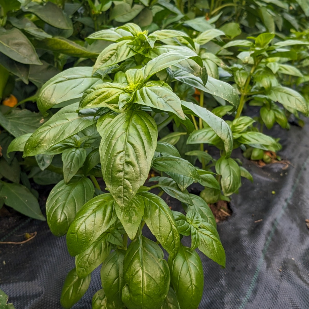 Genovese Basil