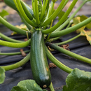 Zucchini-2