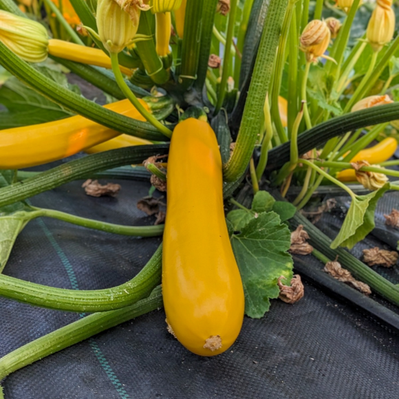 Butterstick Zucchini