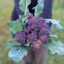 Purple Sprouting Broccoli-1