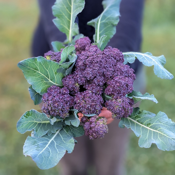 Purple Sprouting Broccoli
