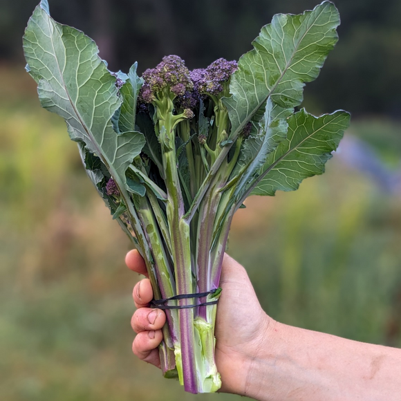 Purple Sprouting Broccoli
