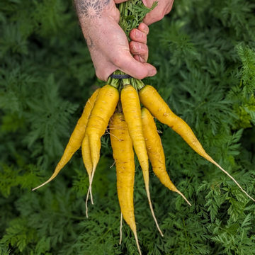 Yellow Carrot Bunches