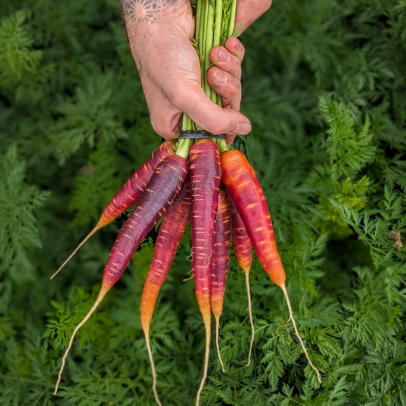 Purple Haze Carrot Bunches