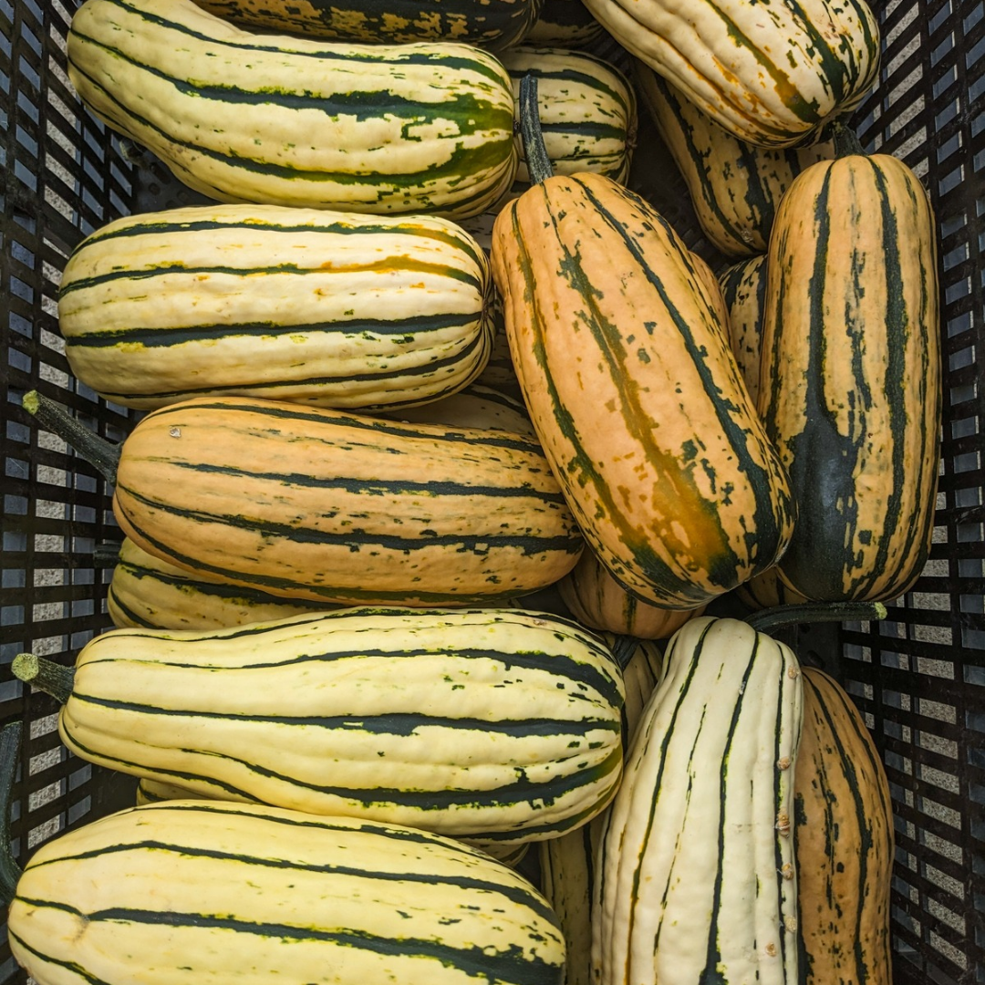 Delicata Squash