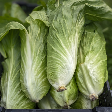 Sugarloaf Radicchio