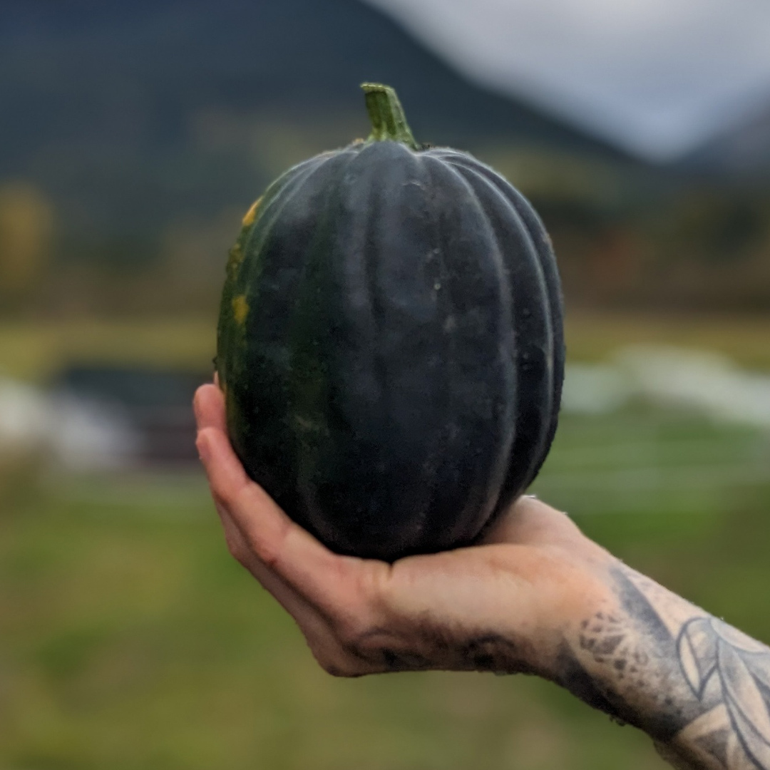 Acorn Squash