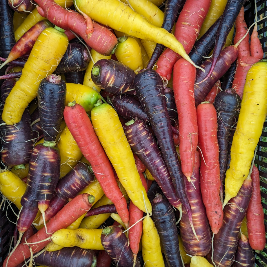 Rainbow Storage Carrots