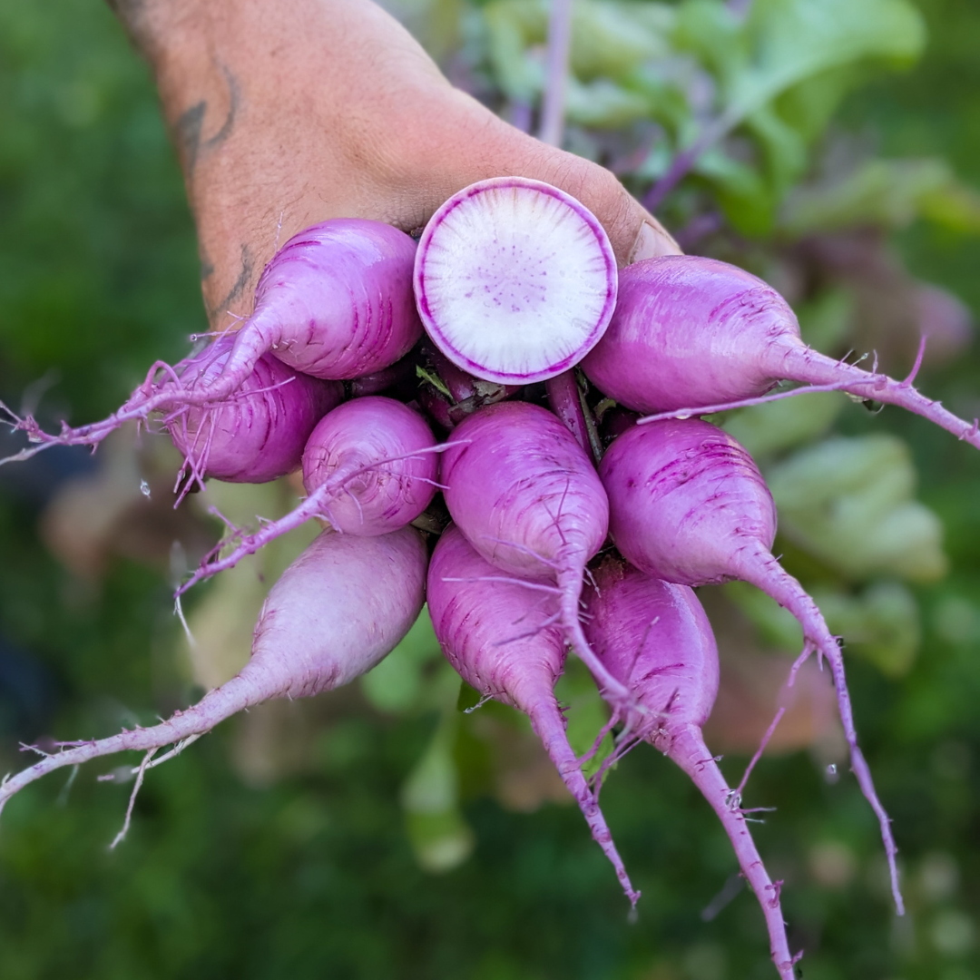 Purple Radish