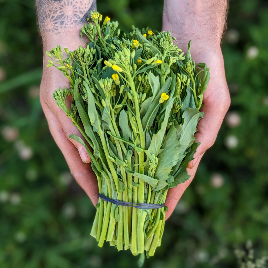 Rapini Italian Sprouting Broccoli