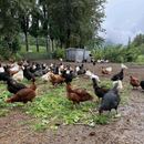 Large Organic-Fed, Free-Range Eggs (Grow Wild Farms)-3
