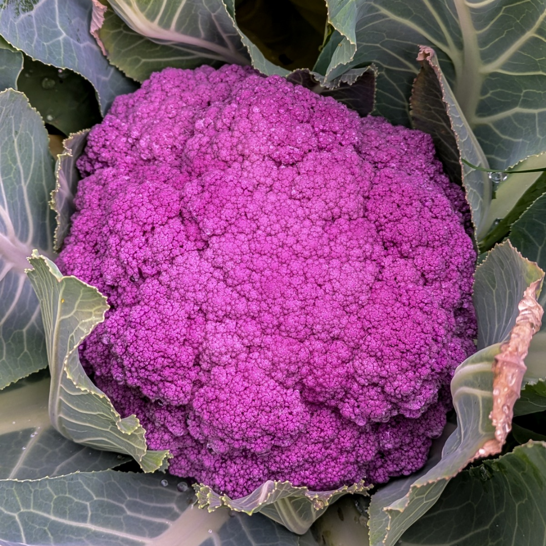 Purple Cauliflower
