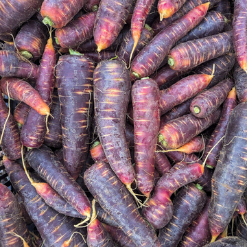 Purple Haze Storage Carrots