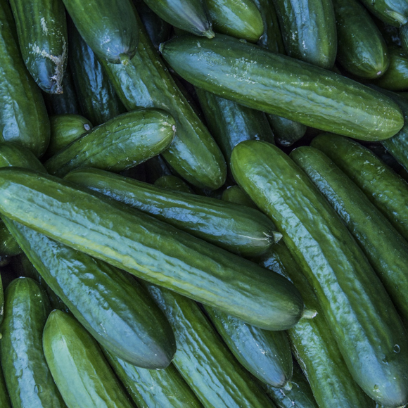Piccolino Cucumbers