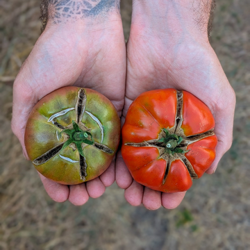 Cracked Slicer Tomatoes