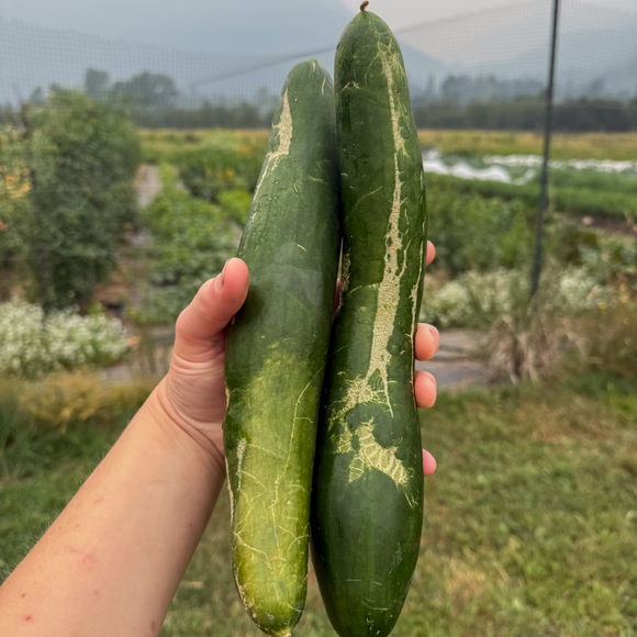 Long English Cucumbers (Blemished)