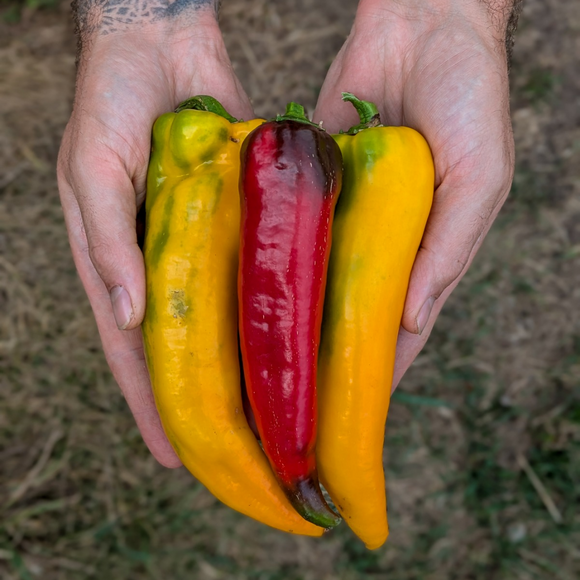Italian Frying Peppers