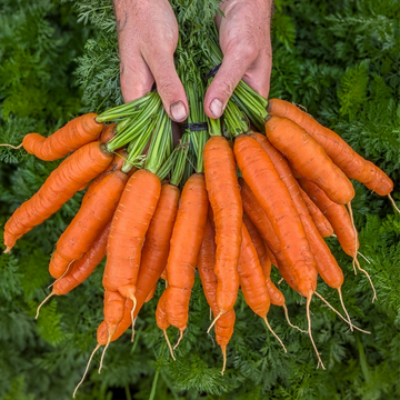 Carrot Bunches