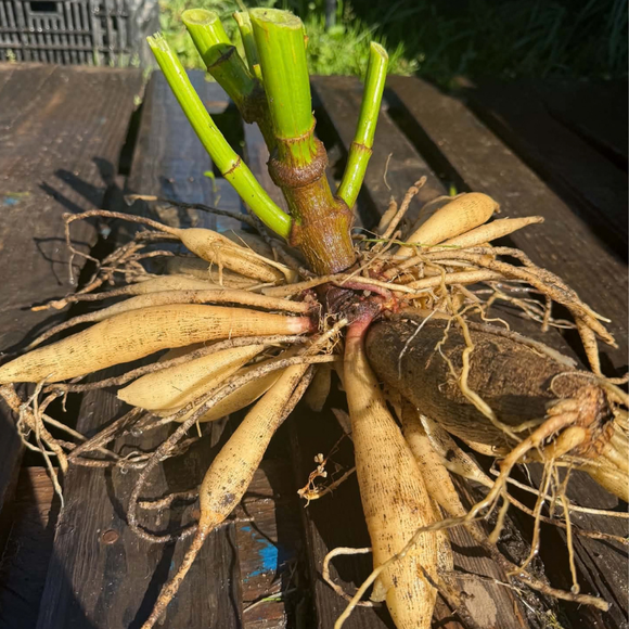Dahlia Tubers