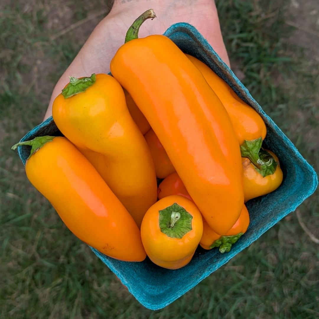 Sweet Orange Picnic Peppers