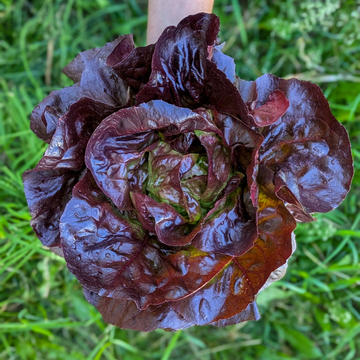 Butterhead Lettuce