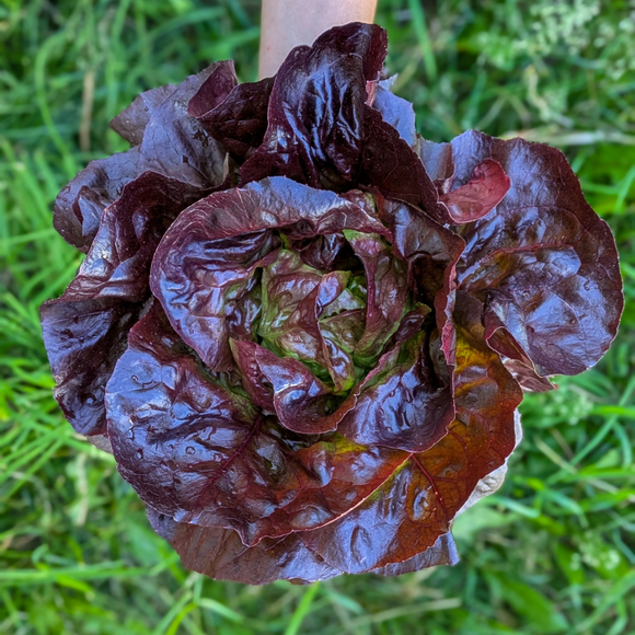 Butterhead Lettuce