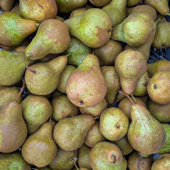 Bosc Pears