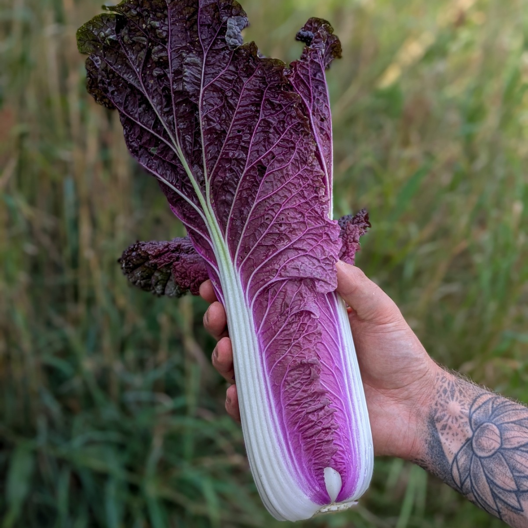 Red Trumpet Napa Cabbage