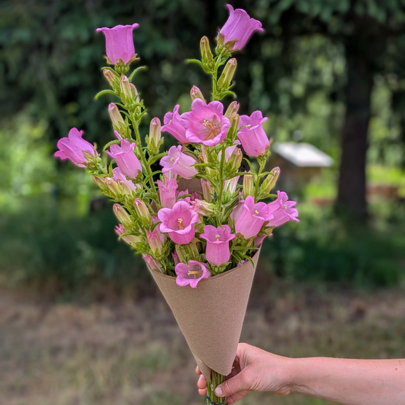 Campanula Bouquet