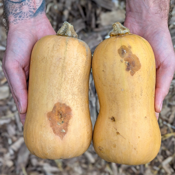 B-Grade Butternut Squash (Sold At Cost)