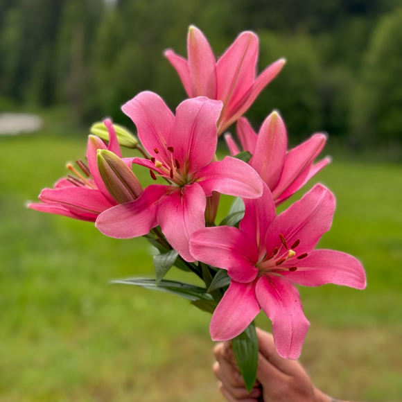 Lily Bouquets