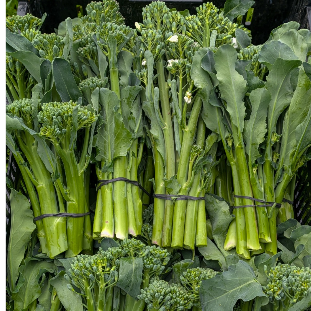 Broccolini