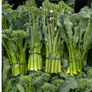 Broccolini-1