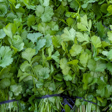 Cilantro