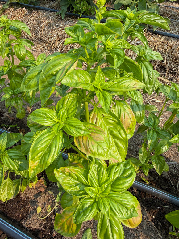 Bulk Basil for Pesto