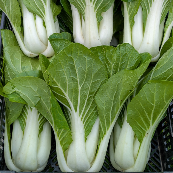 White-Stemmed Bok Choy