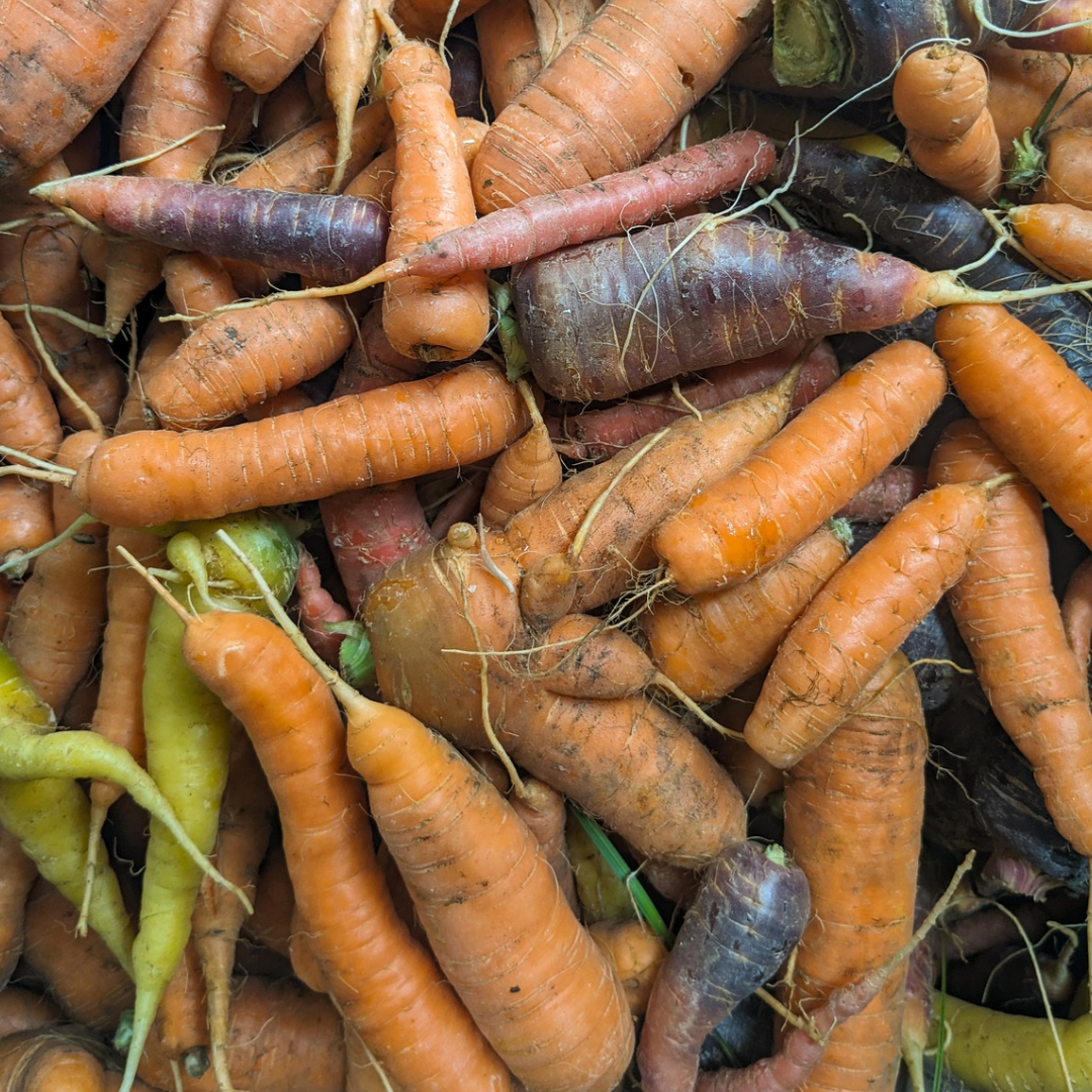 Ugly Rainbow Carrots