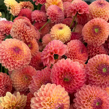 Dahlia Tubers (Buy 5 & Save $50)